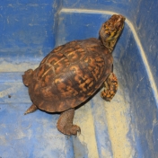 Tortoise