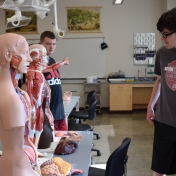 Model Lab student examines a human anatomical model