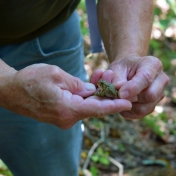 Man holding small frog in his hands