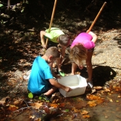 Children looking at their catch during Creek Crawl