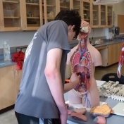 Student attempts to put organs in proper place in the human anatomical model