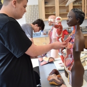 Finding where everything goes in a human anatomical model