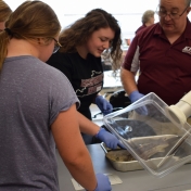 Model students disect a shark with Dr. Andrew Wigginton