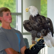 Patriot the bald eagle and his handler