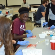 Two students from Model Lab school smash strawberries for a lab experiment