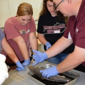 Dr. Andrew Wigginton works with Model Lab students on dissection of a shark