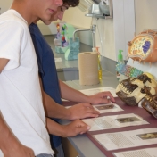 Model Lab students look at skull models