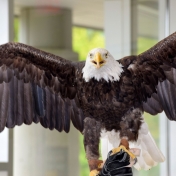 Patriot the bald eagle wants to take flight