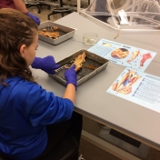 Student gets to try their hand at disecting a squid.